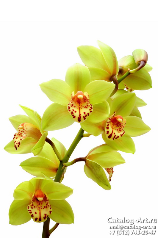Yellow orchids 1